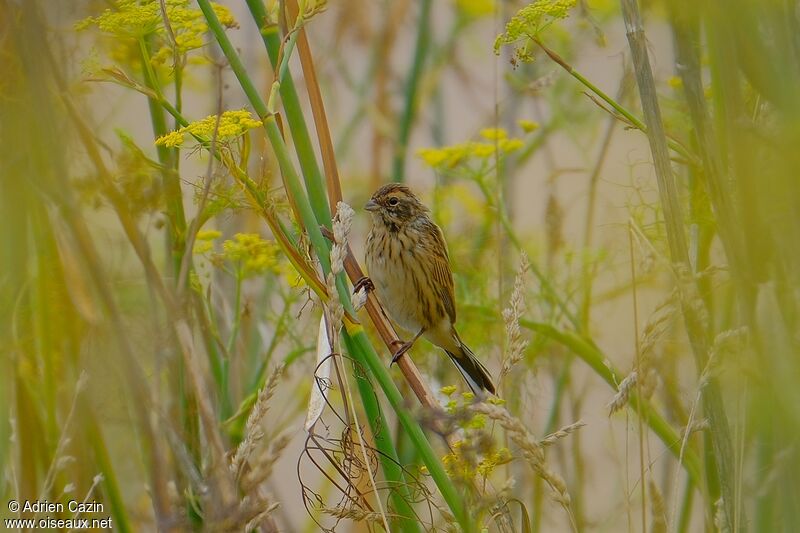 Common Reed Bunting female adult, identification