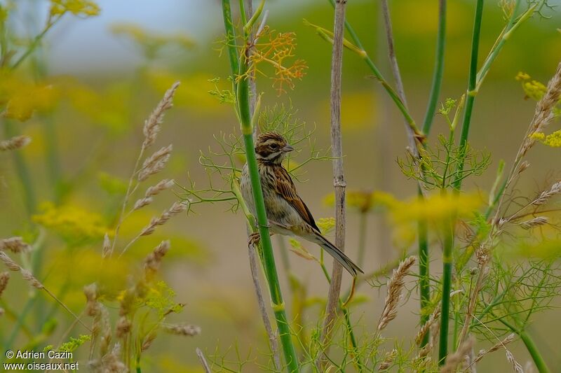 Common Reed Bunting female adult breeding, identification