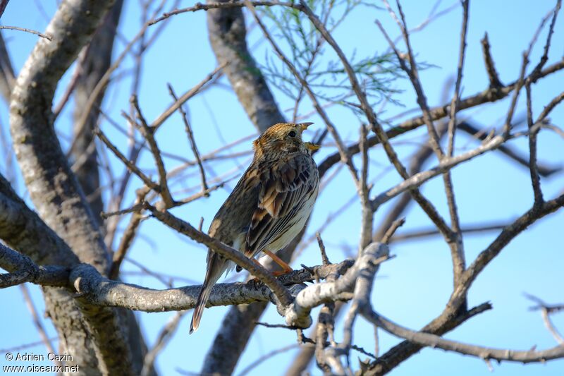 Corn Buntingadult, identification, song