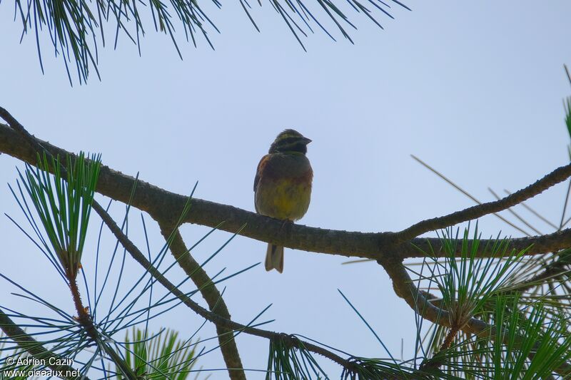 Cirl Buntingadult breeding