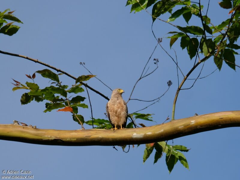 Roadside Hawk