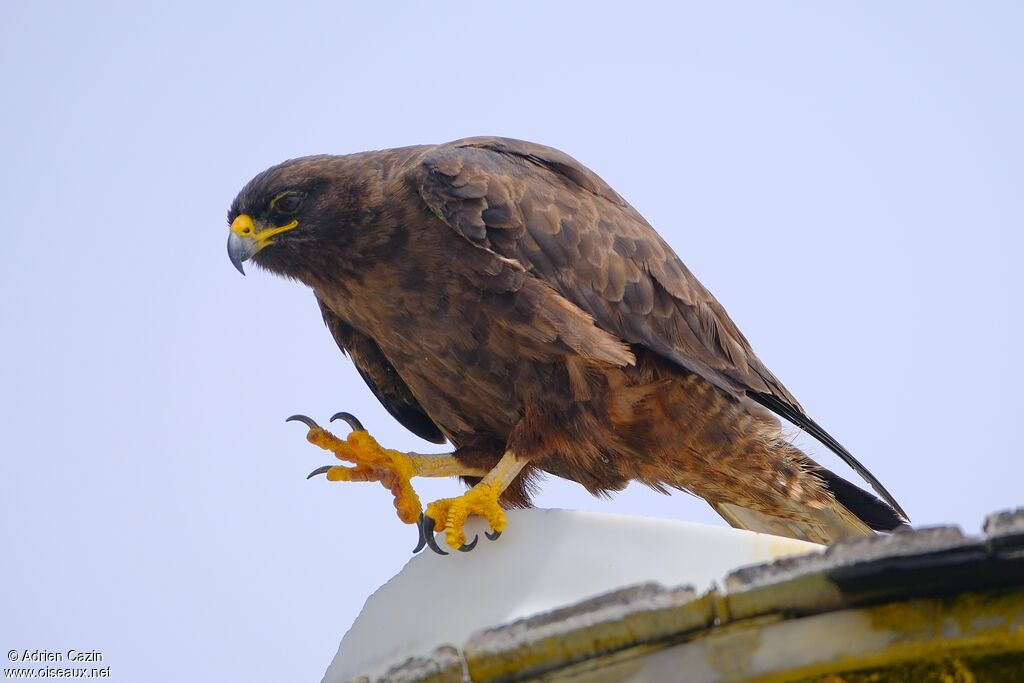 Galapagos Hawkadult, identification
