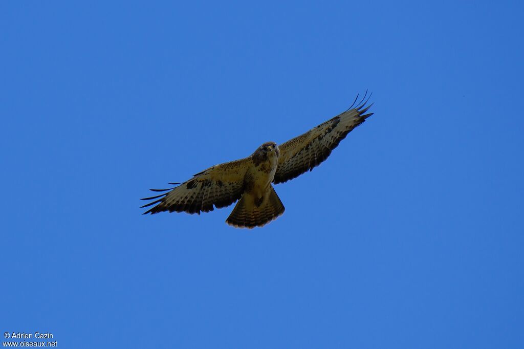 Buse variable
