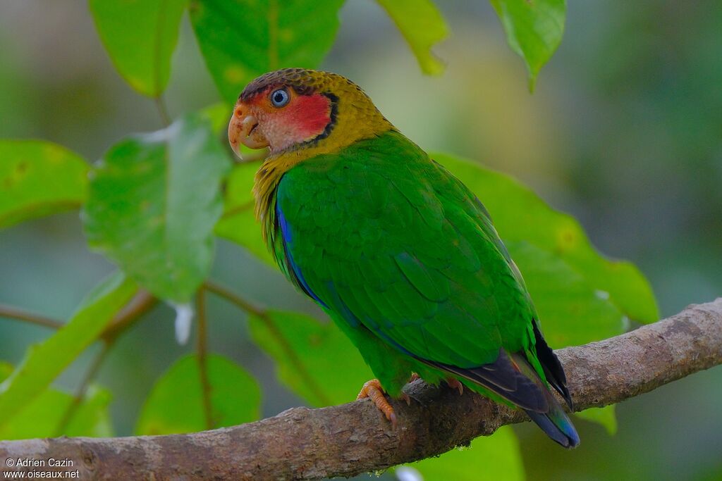 Rose-faced Parrotadult, identification