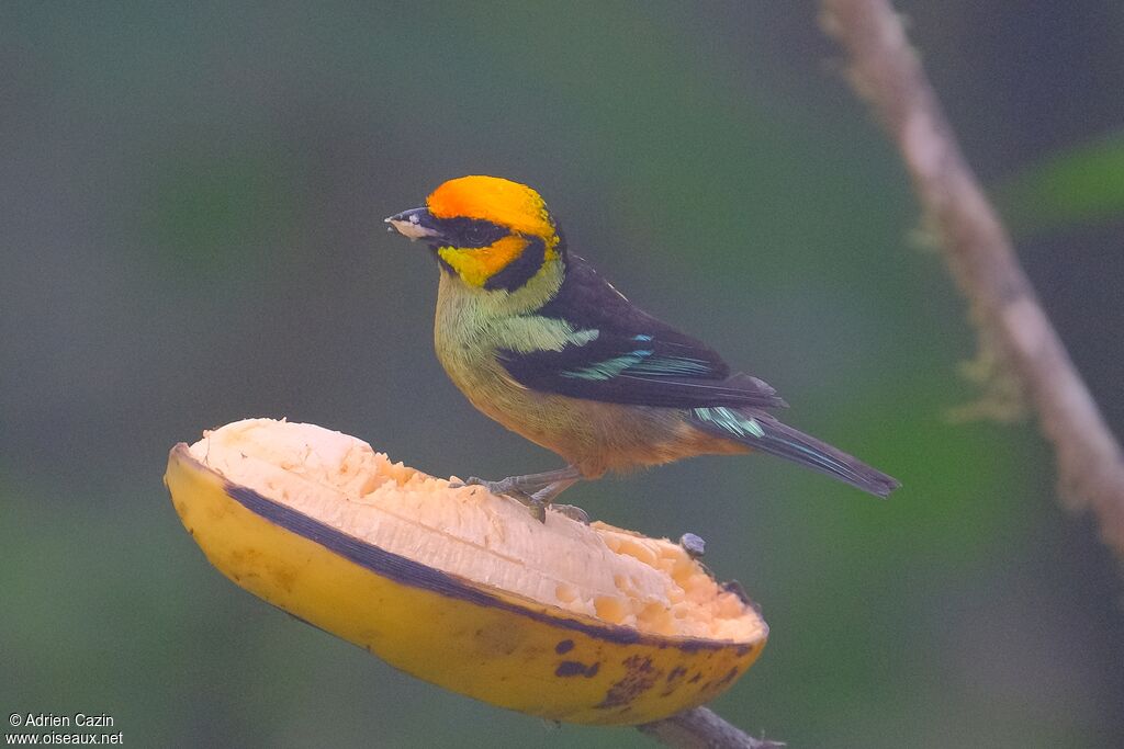 Flame-faced Tanageradult, eats