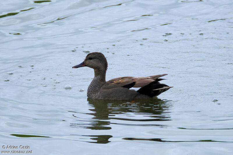 Canard chipeau mâle adulte