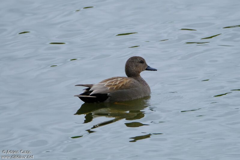 Canard chipeau mâle adulte