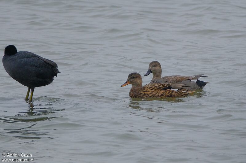 Canard chipeauadulte