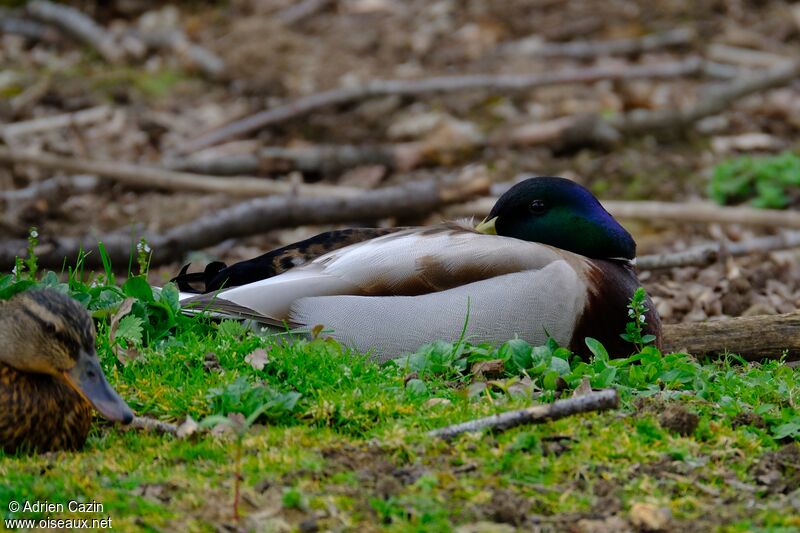 Canard colvert mâle adulte