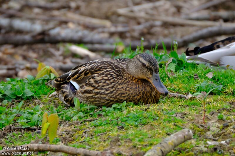 Canard colvert femelle adulte