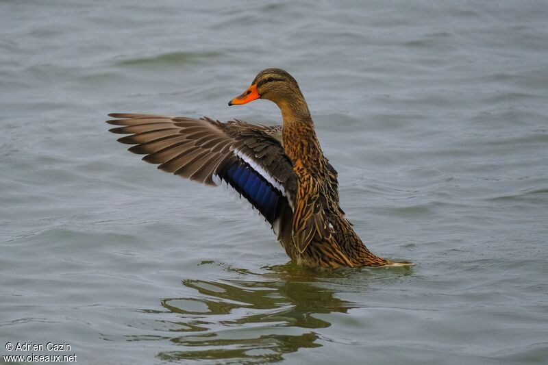 Canard colvert femelle adulte, identification, composition