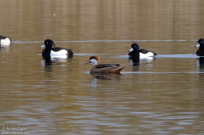 Canard des Bahamasadulte