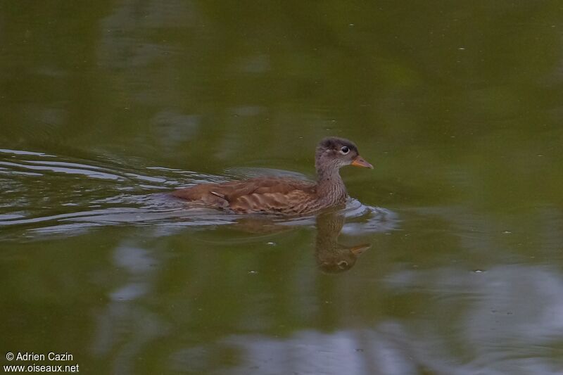 Canard mandarinjuvénile