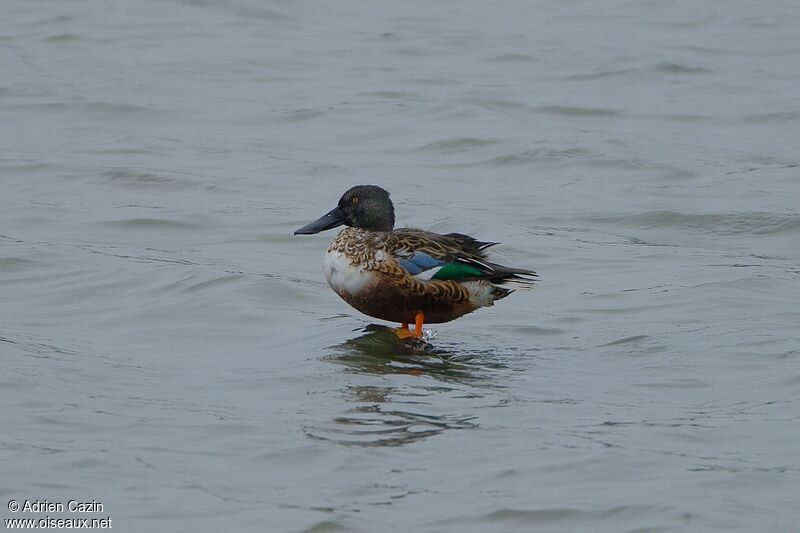 Canard souchet mâle adulte transition