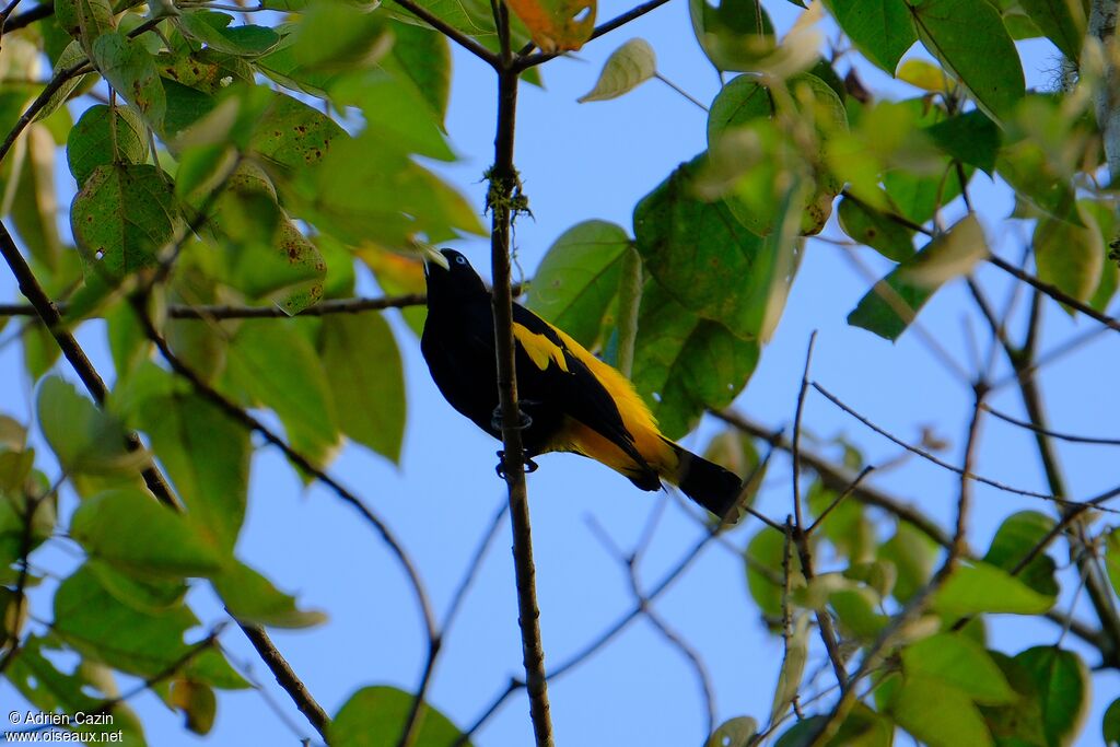 Yellow-rumped Caciqueadult