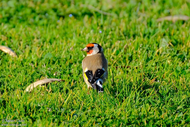 European Goldfinchadult