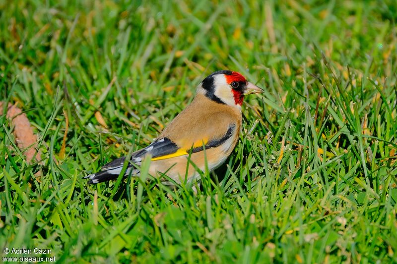 Chardonneret élégantadulte, identification