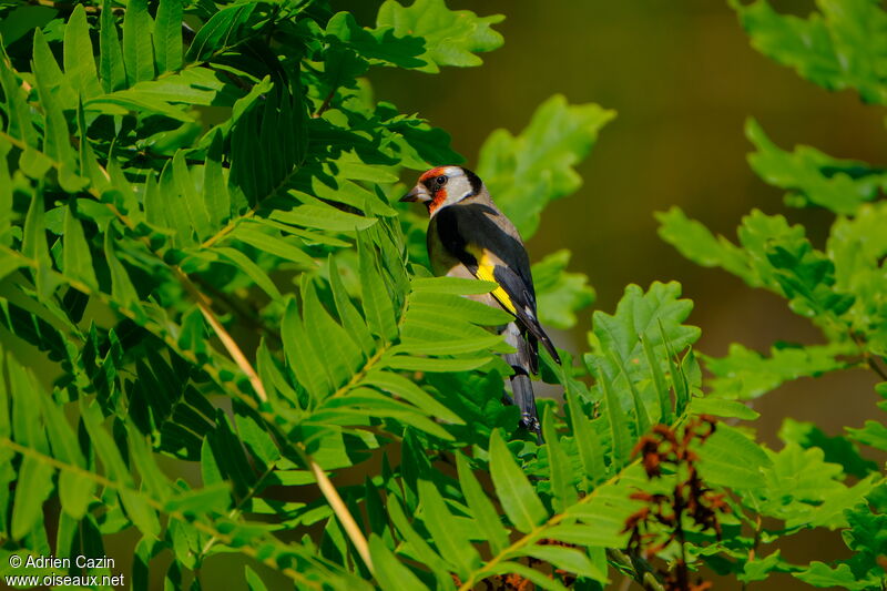 European Goldfinchadult breeding