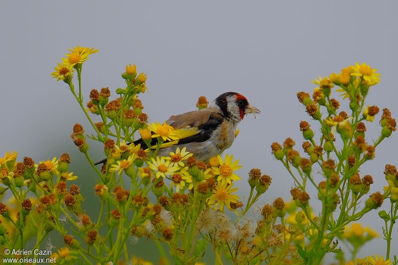 European Goldfinchadult, eats