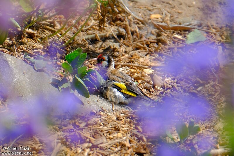 European Goldfinchadult, Behaviour