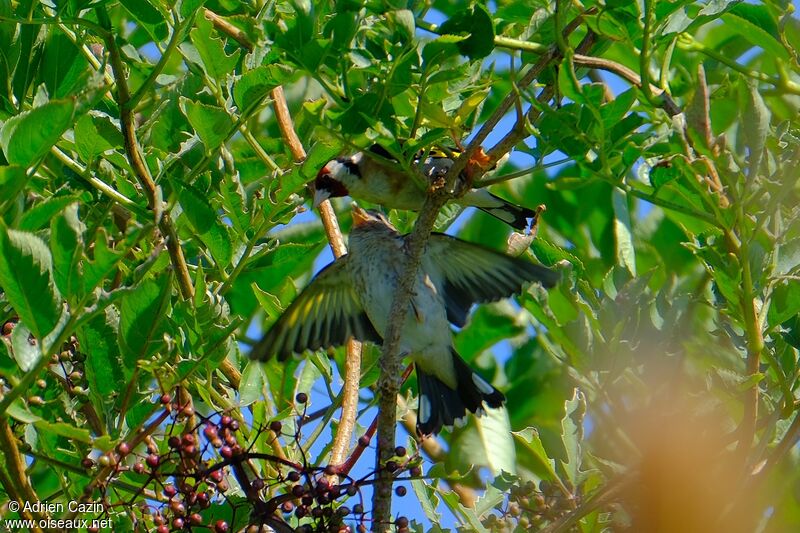 European Goldfinch, Reproduction-nesting