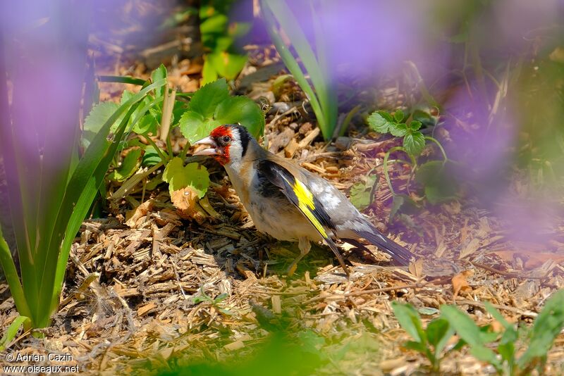 European Goldfinchadult, Behaviour