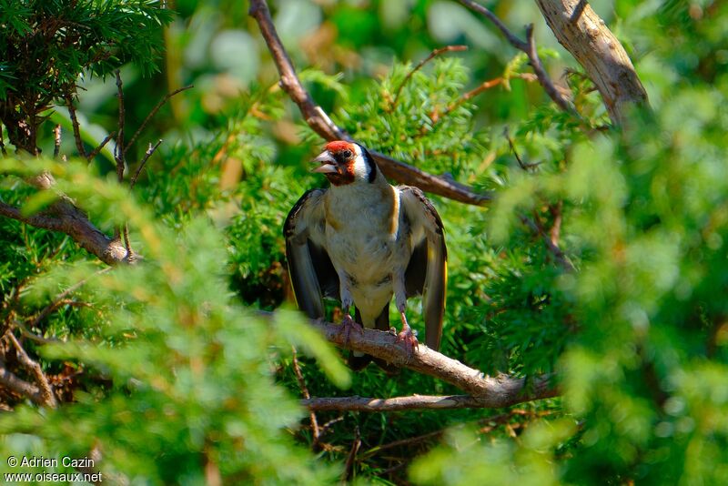 European Goldfinchadult, Behaviour