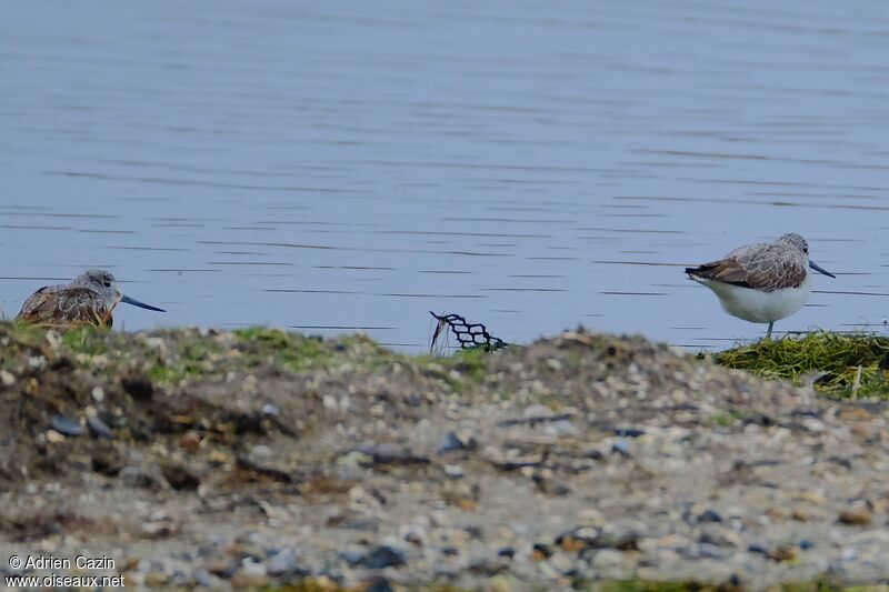 Common Greenshank