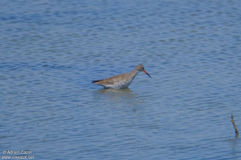 Common Redshankadult breeding