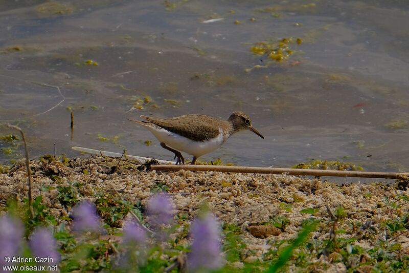 Common Sandpiper