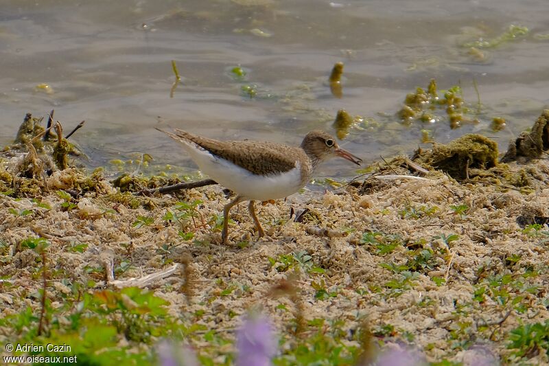 Common Sandpiper, eats