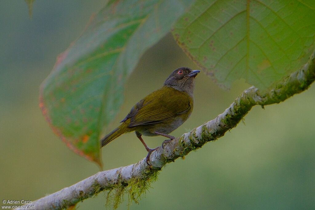 Dusky Chlorospingus