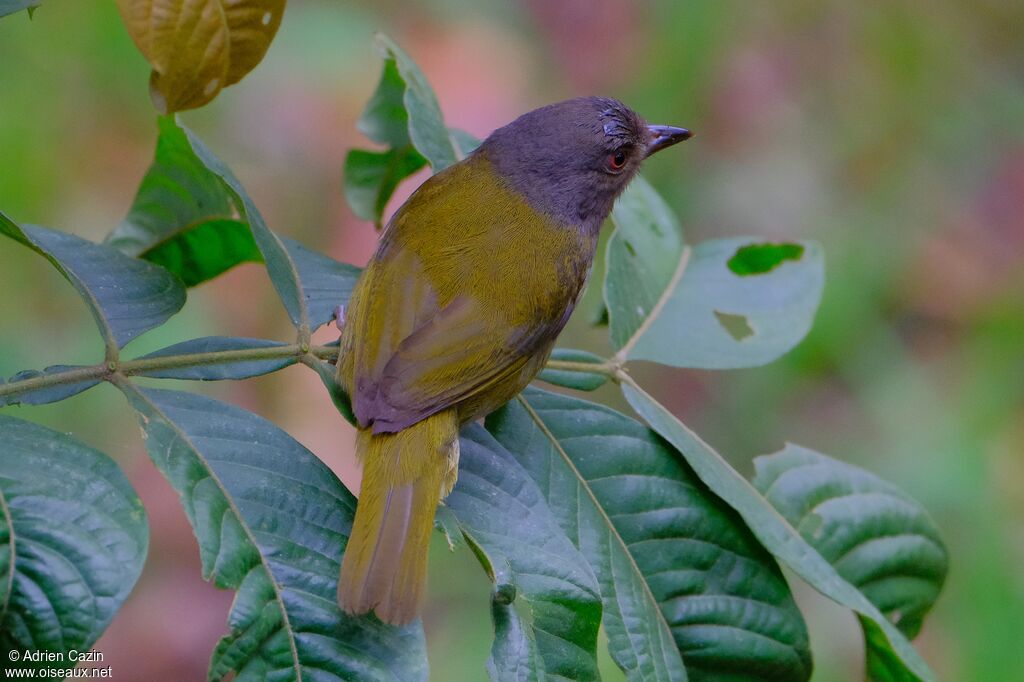 Dusky Chlorospingus