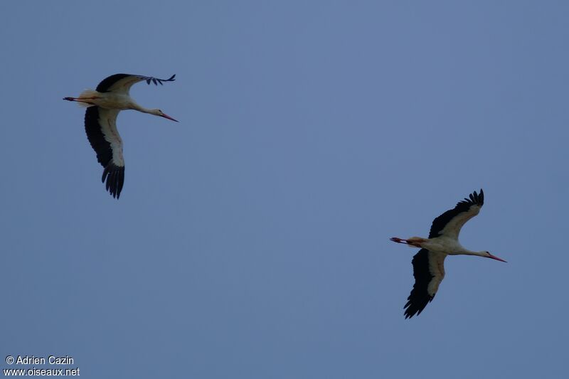 Cigogne blancheadulte, Vol