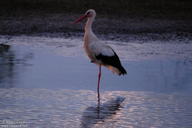 White Storkadult