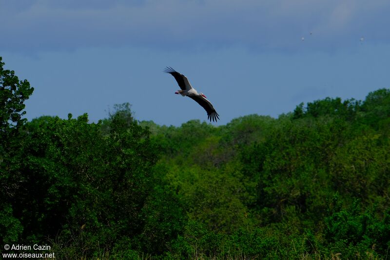 Cigogne blancheadulte, Vol