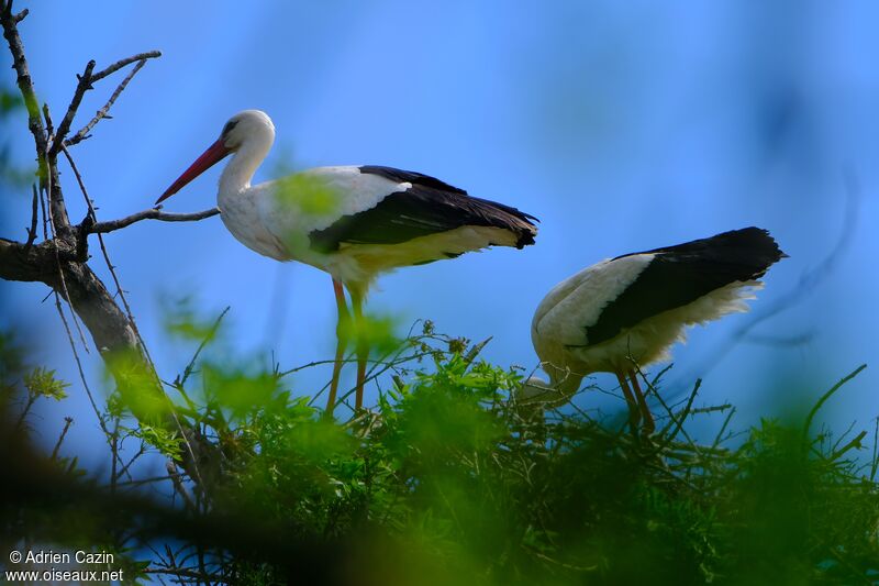 White Storkadult, Reproduction-nesting