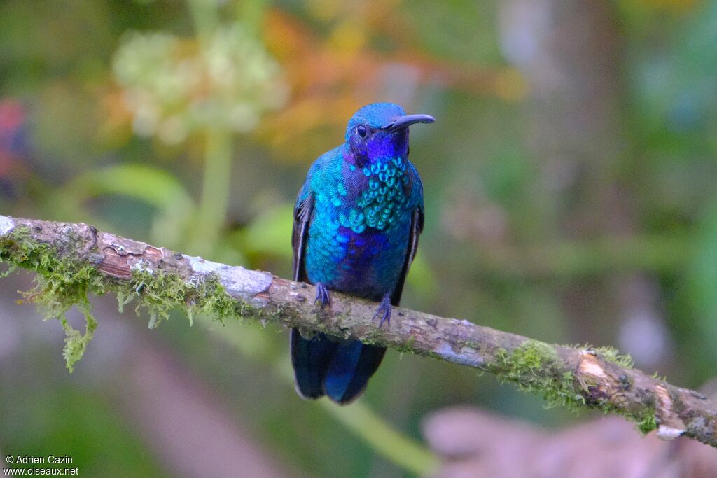 Colibri d'Anaïs