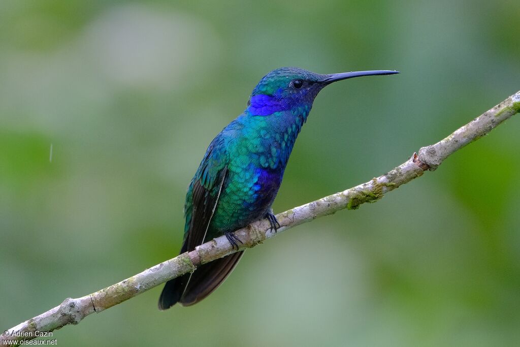 Colibri d'Anaïs