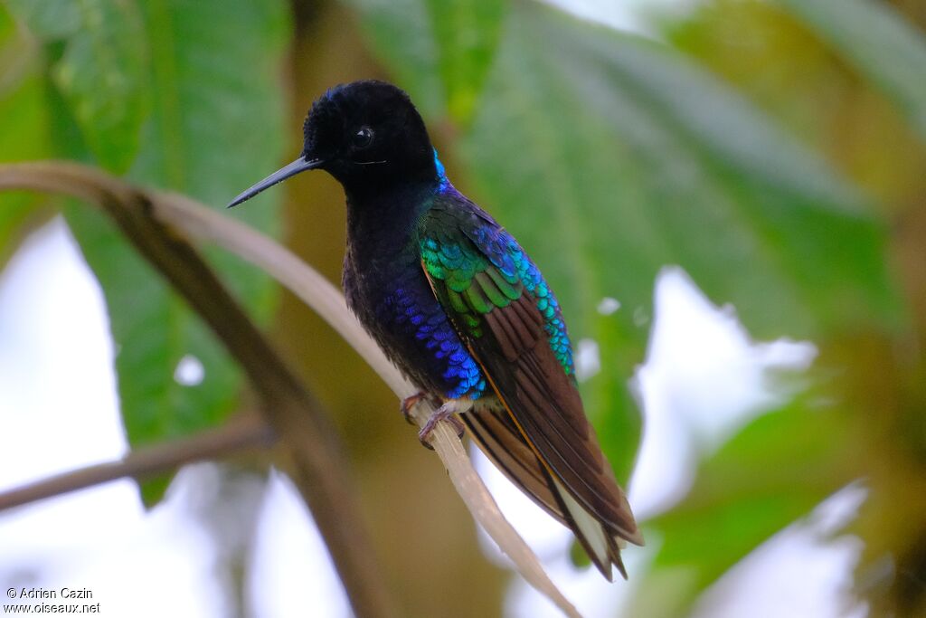 Colibri de Jardineadulte, identification