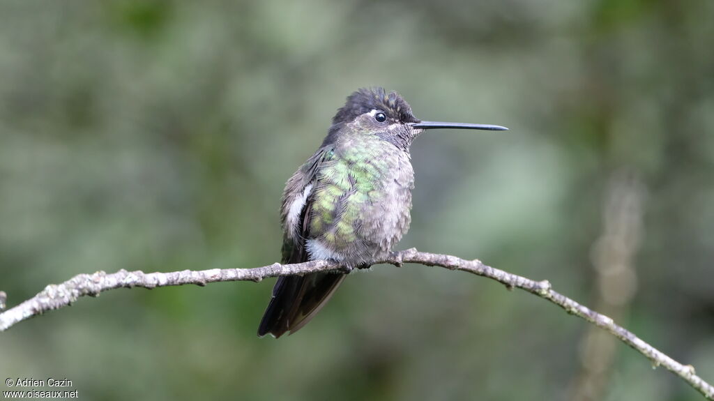 Colibri de la Talamanca