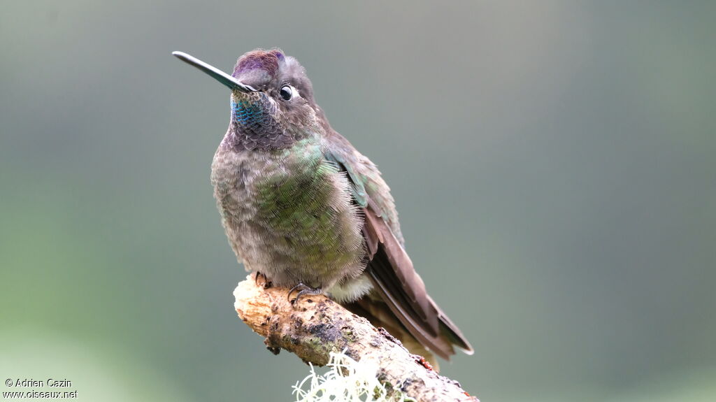 Colibri de la Talamanca