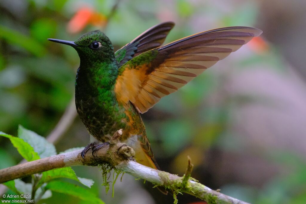 Buff-tailed Coronetadult, identification, Behaviour