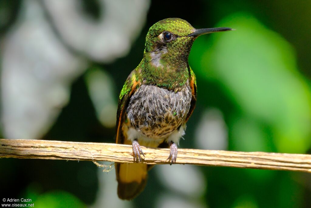 Buff-tailed Coronetadult, moulting
