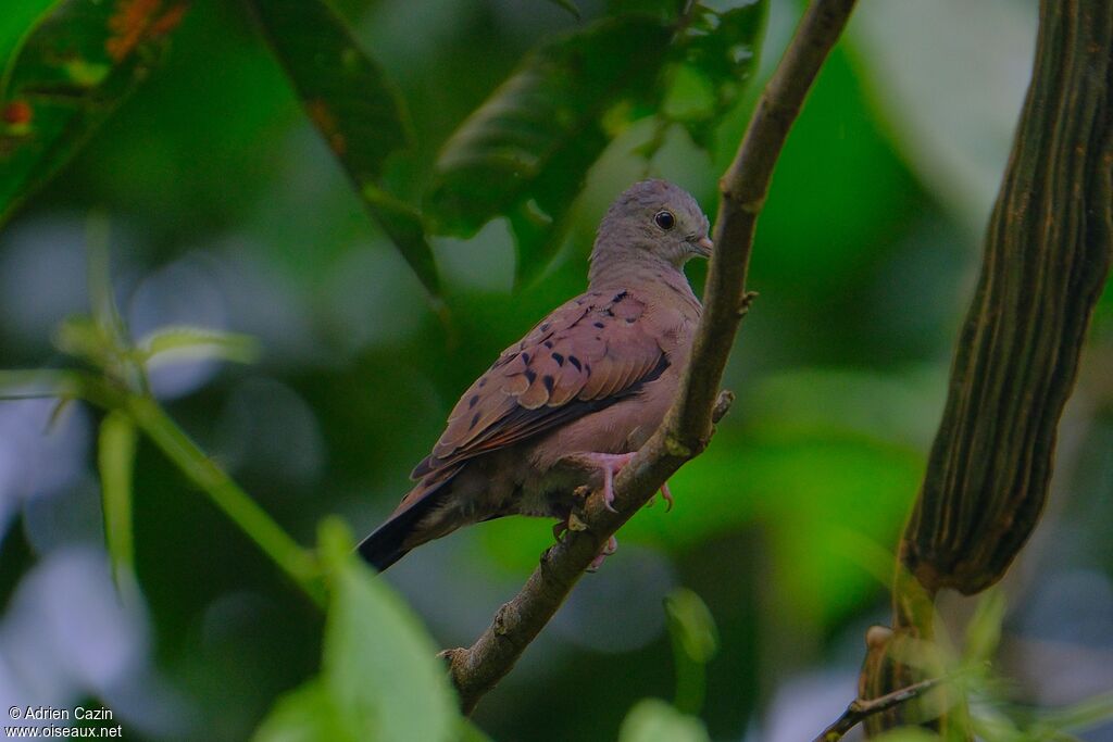 Ruddy Ground Doveadult