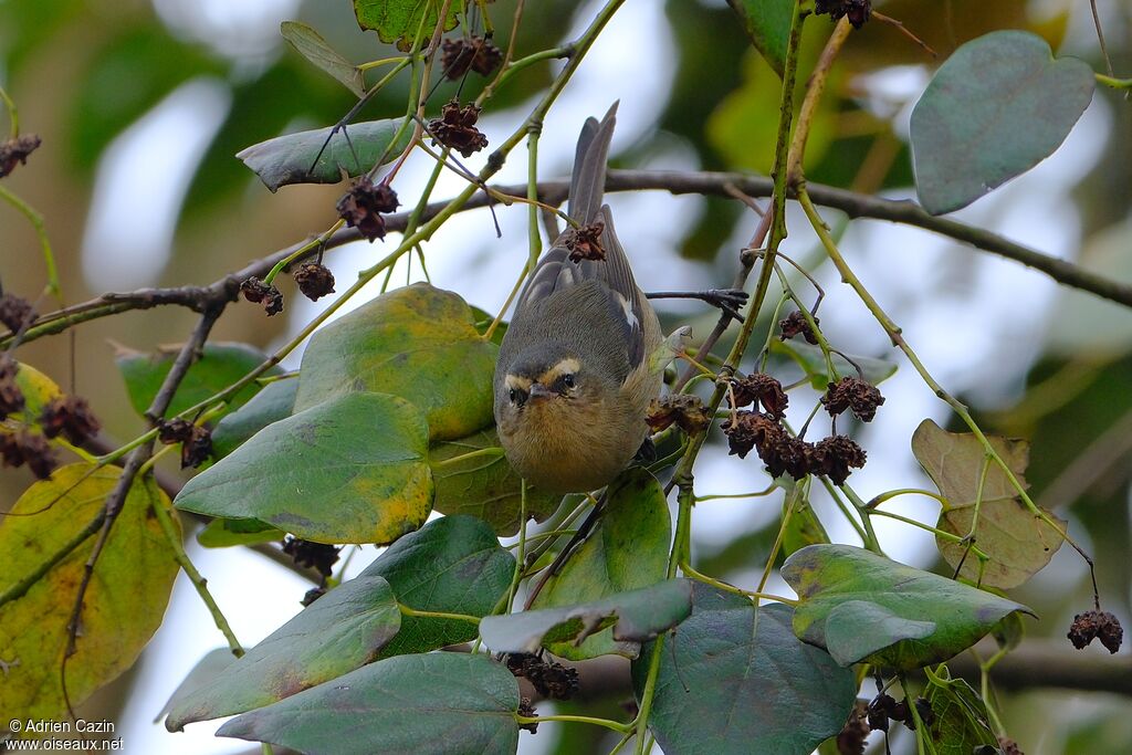 Cinereous Conebilladult