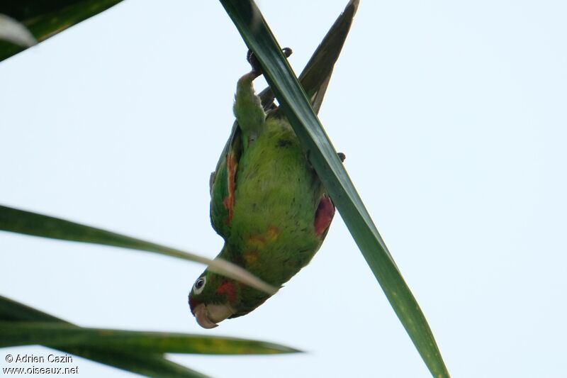 Conure de Finsch, identification