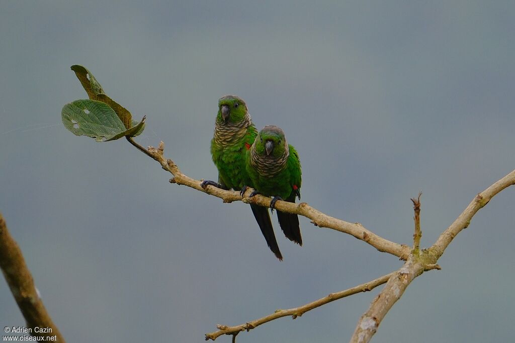Maroon-tailed Parakeetadult