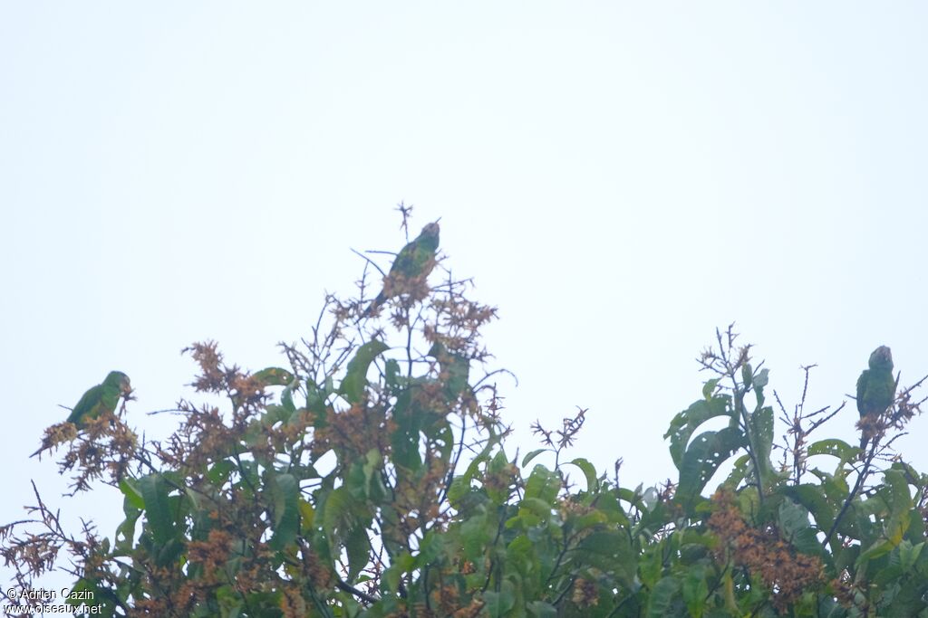 Conure de Weddell