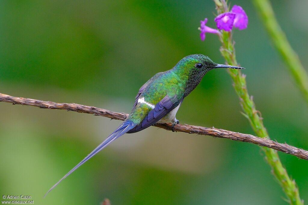 Green Thorntail male adult, identification